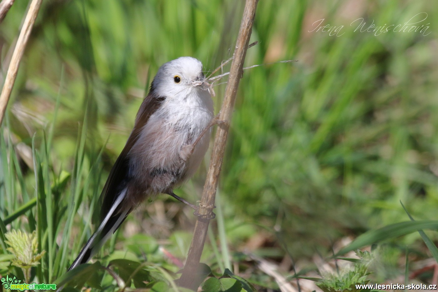 Mlynařík dlouhoocasý - Aegithalos caudatus - Foto Irena Wenischová (9)