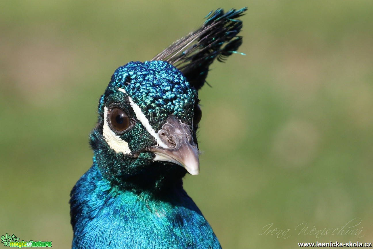 Páv korunkatý - Pavo cristatus - Foto Irena Wenischová (1)