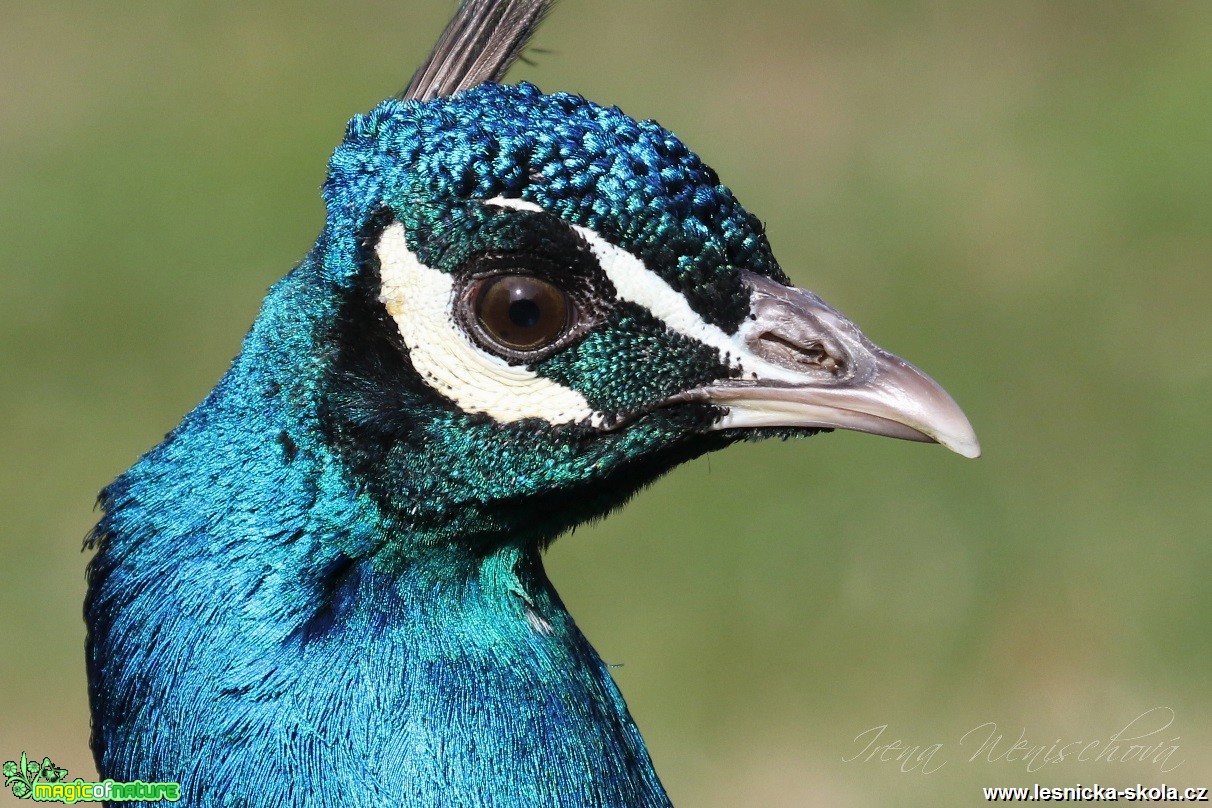 Páv korunkatý - Pavo cristatus - Foto Irena Wenischová (2)