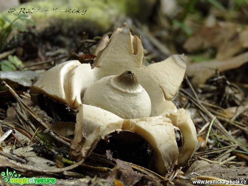 Hvězdovka trojitá - Geastrum triplex - Foto Robert Kopecký