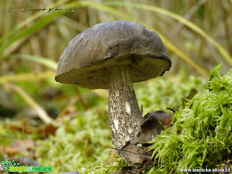 Kozák březový - Leccinum scabrum - Foto Robert Kopecký