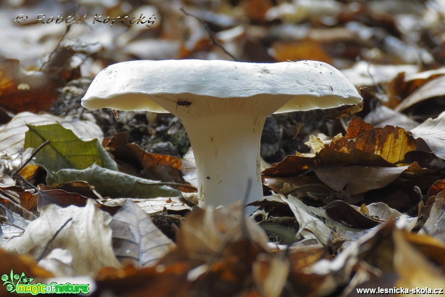 Ryzec peprný - Lactarius piperatus - Foto Robert Kopecký