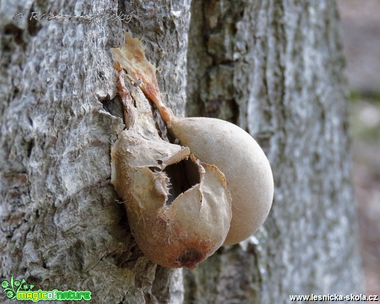 Síťovka pýchavkovitá - Reticularia lycoperdon - Foto Robert Kopecký