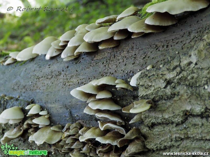 Trepkovitka měkká - Crepidotus mollis - Foto Robert Kopecký