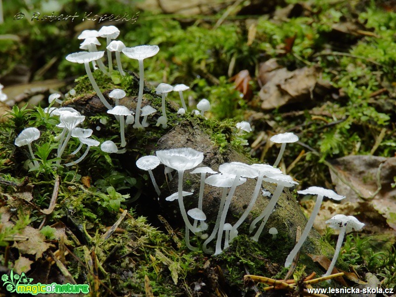 Žebernatka maličká - Delicatula integrella - Foto Robert Kopecký