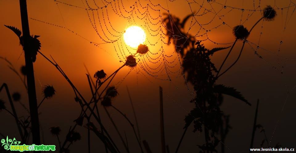 V pavučině - Foto Ladislav Jonák