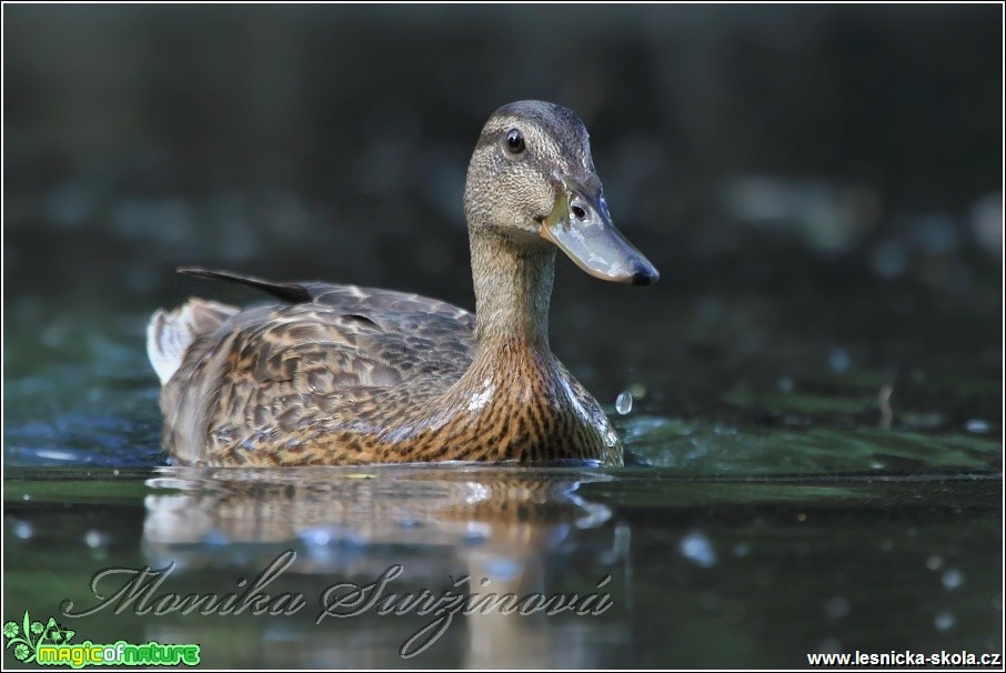 Kachna divoká - Anas platyrhynchos - Foto Monika Suržinová (1)