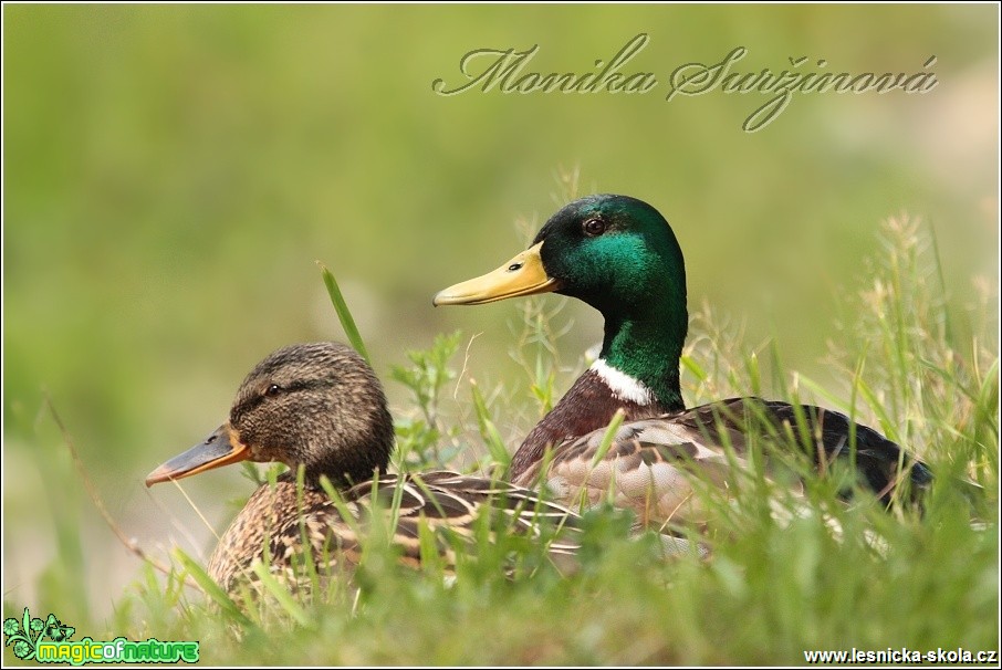 Kachna divoká - Anas platyrhynchos - Foto Monika Suržinová