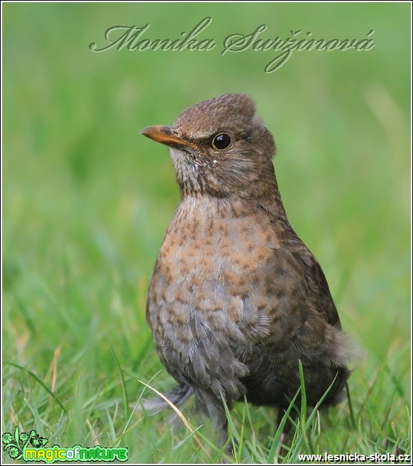 Kos černý - Turdus merula - Foto Monika Suržinová (4)