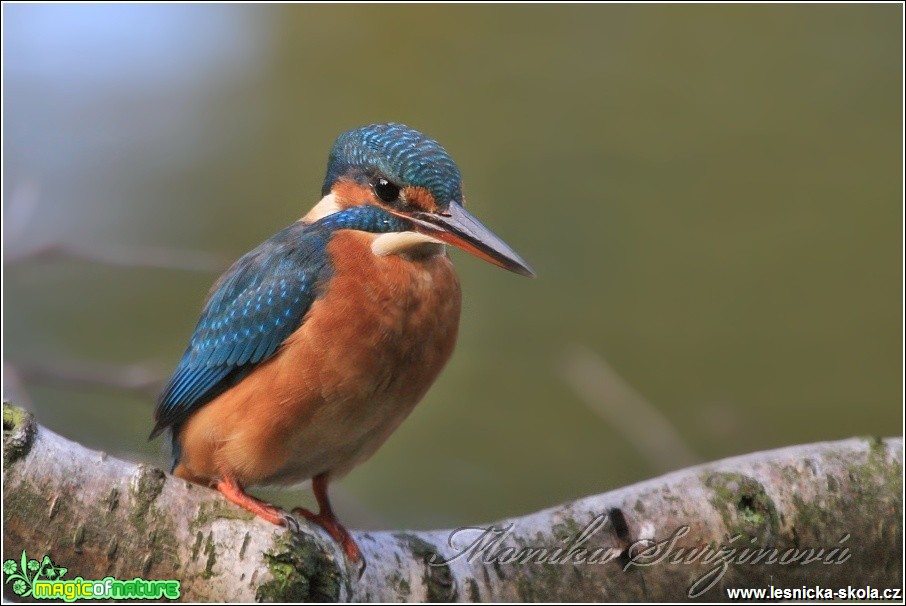 Ledňáček říční - Alcedo atthis - Foto Monika Suržinová (1)