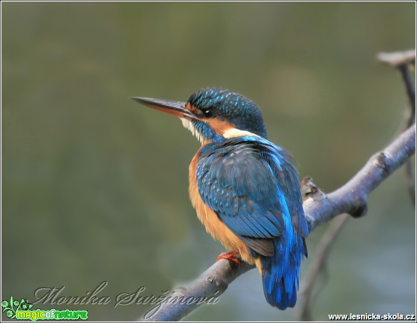 Ledňáček říční - Alcedo atthis - Foto Monika Suržinová (2)