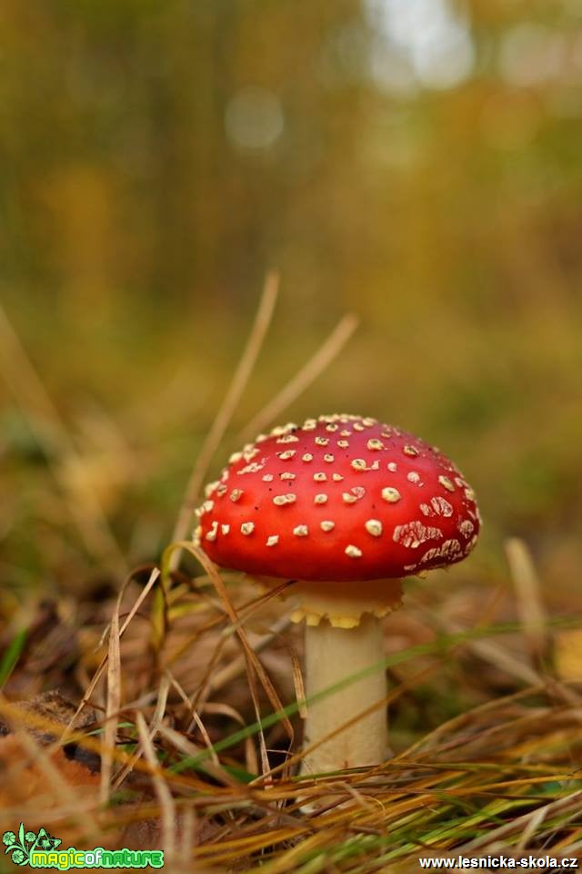 Podzimní muchomůrka - Foto Marie Vykydalová (1)