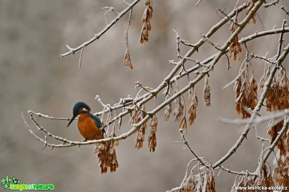 Ledňáček číhá nad hladinou - Foto Marie Vykydalová