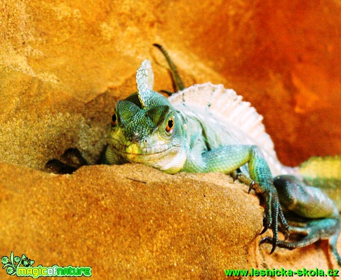 Bazilišek zelený - Basiliscus plumifrons - Foto Michaela Knoppová