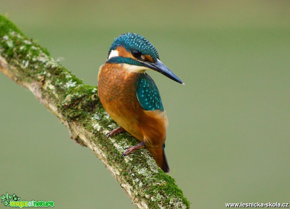 Ledňáček říční - Alcedo atthis - Foto Dušan Sedláček (15)