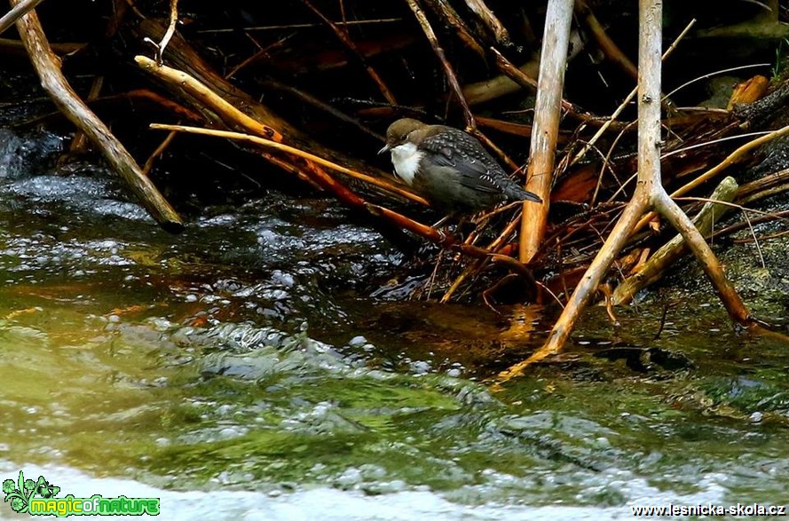 Skorec vodní - Cinclus cinclus - Foto Pavel Balazka