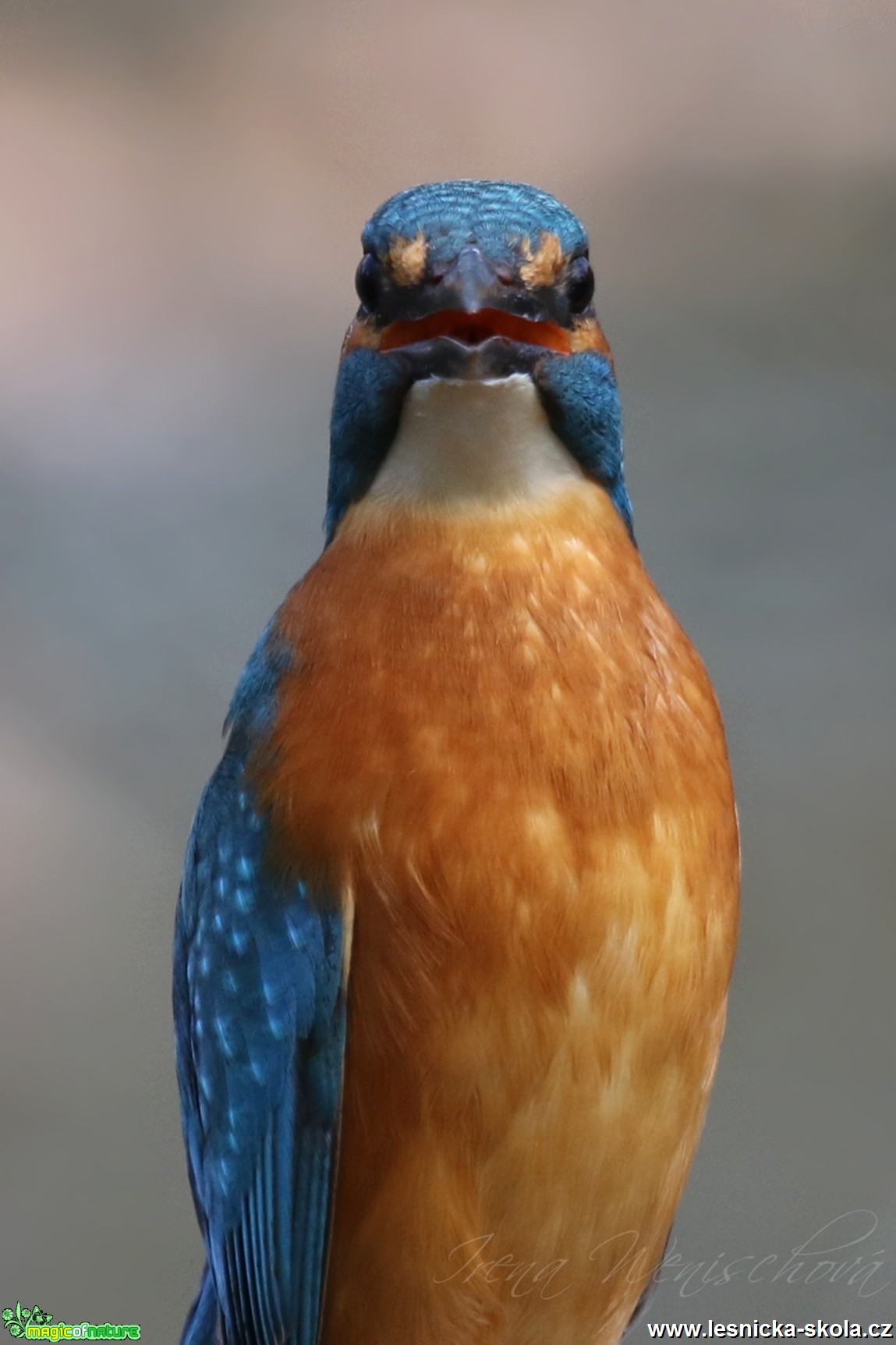 Ledňáček říční - Alcedo atthis - Foto Irena Wenischová (1) 11.16