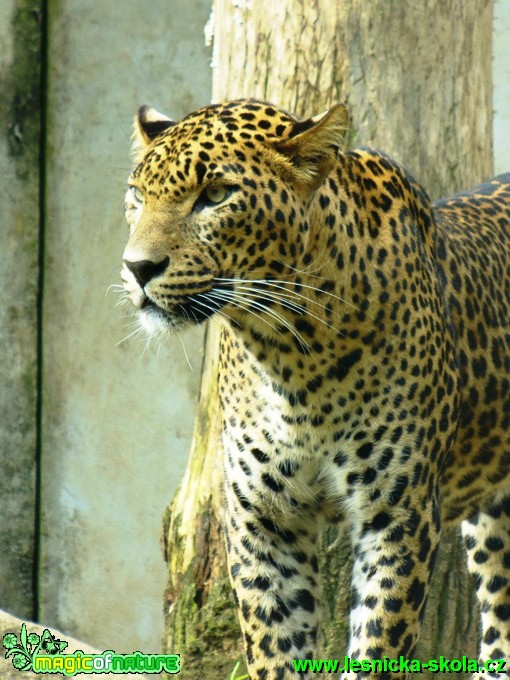 Levhart perský - panthera pardus saxicolor - Foto Michaela Knoppová