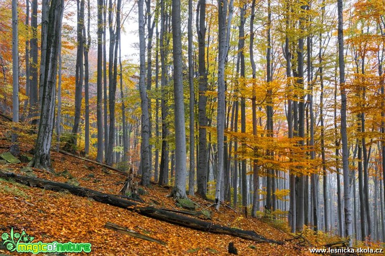 Na úpatí velehory - Foto Petr Germanič