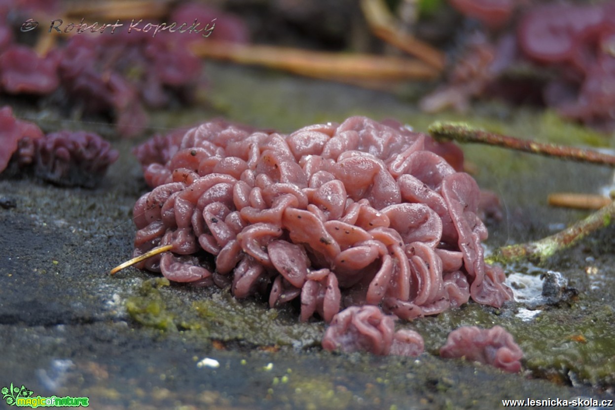 Čihovitka masová - Ascocoryne sarcoides - Foto Robert Kopecký