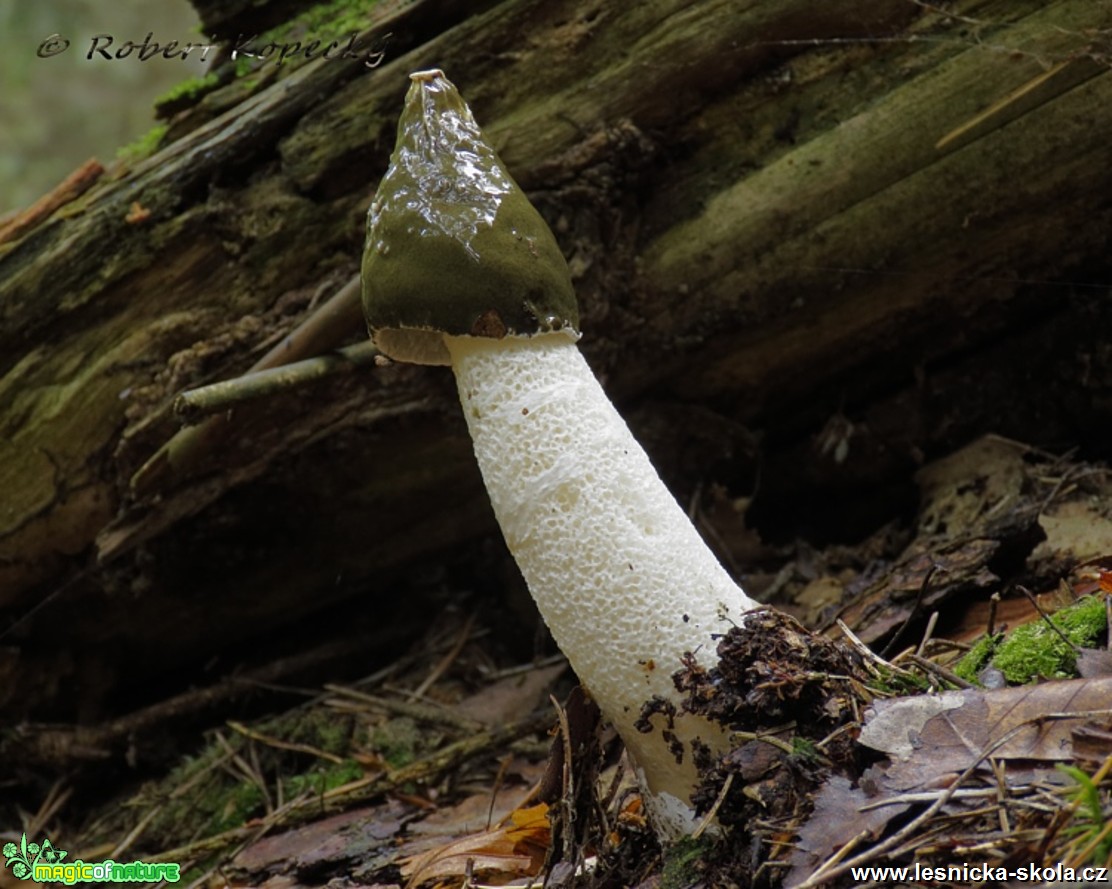 Hadovka smrdutá - Phallus impudicus - Foto Robert Kopecký