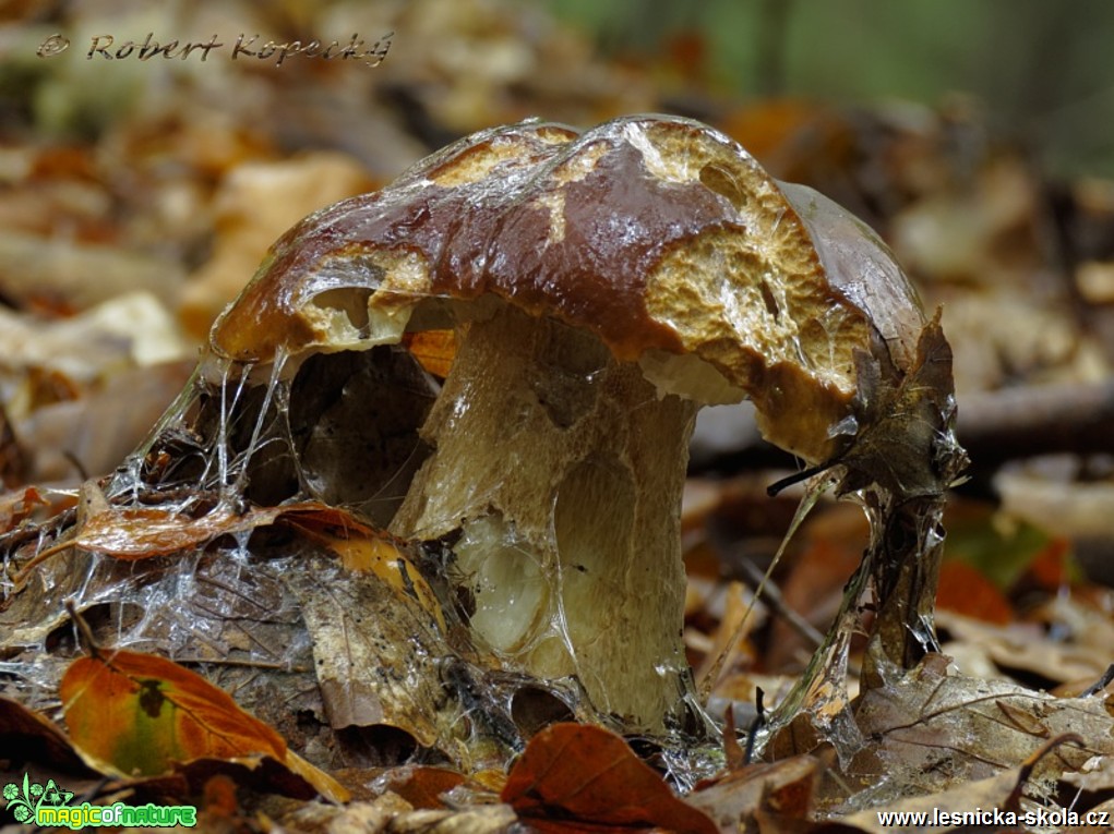 Hřib dubový - Boletus reticulatus - Foto Robert Kopecký (1)