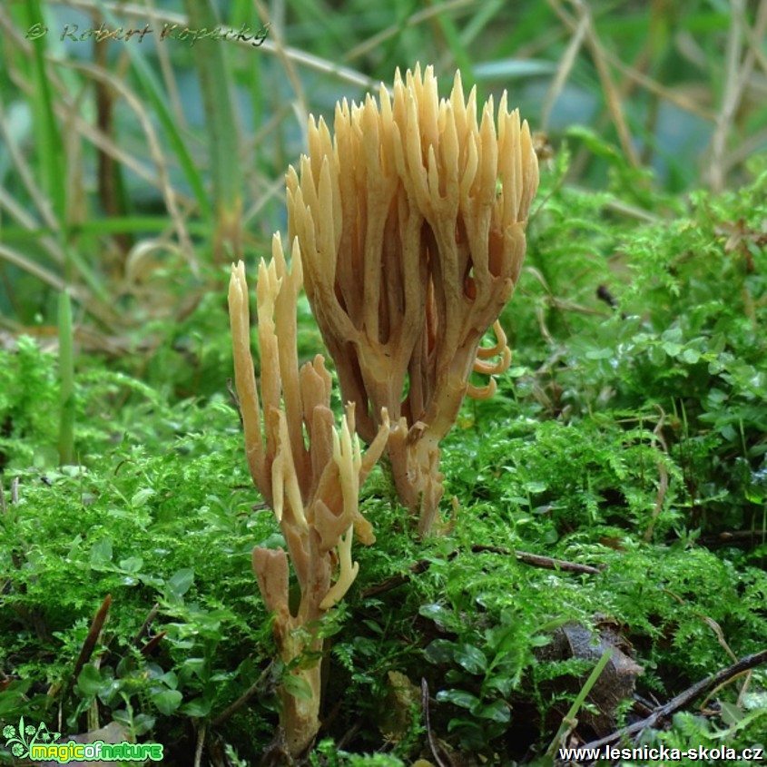 Kuřátka Invalova - Ramaria eumorpha - Foto Robert Kopecký