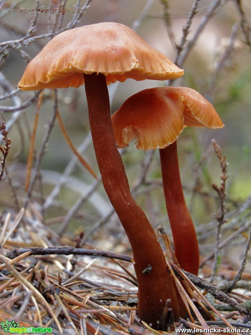 Lakovka statná - Laccaria proxima - Foto Robert Kopecký