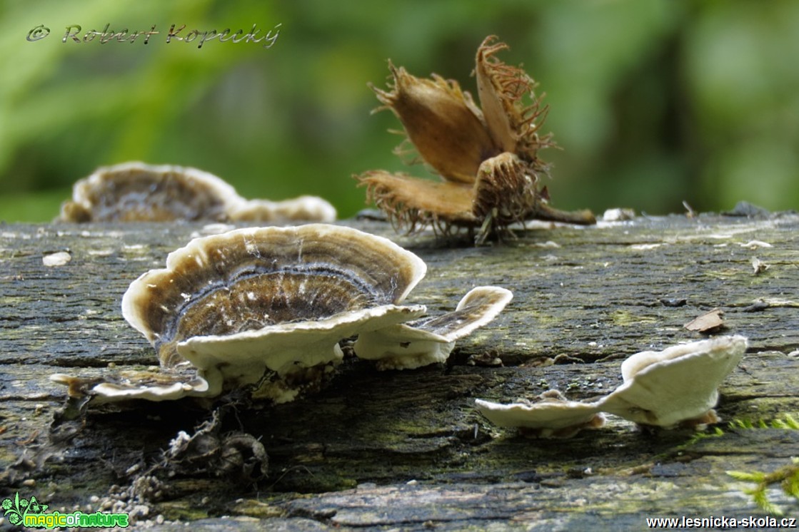 Outkovka pestrá - Trametes versicolor - Foto Robert Kopecký