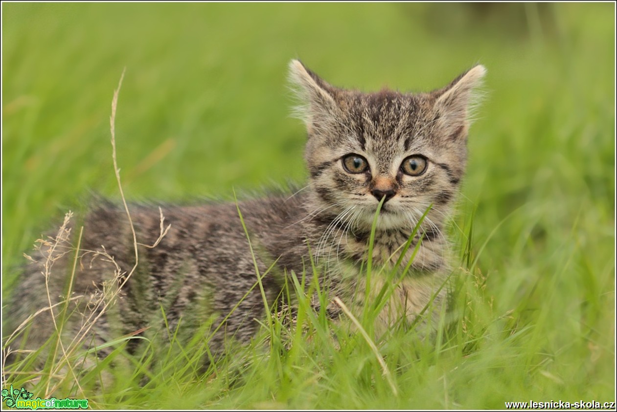 Tierinka - Foto Monika Suržinová (4)