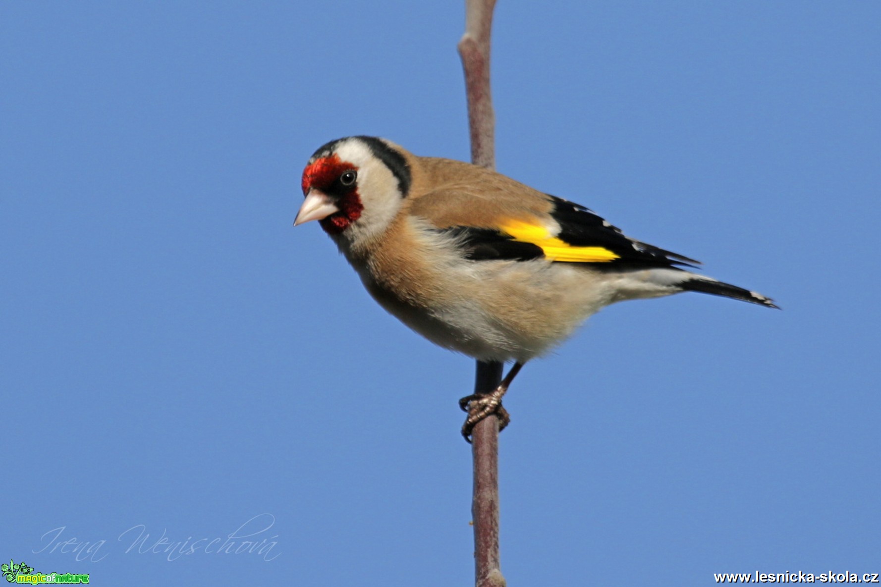 Stehlík obecný - Carduelis carduelis - Foto Irena Wenischová 12-16