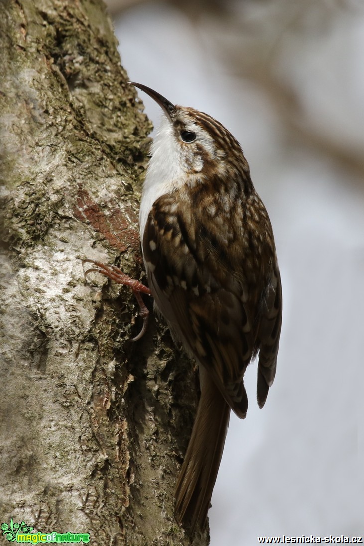 Šoupálek dlouhoprstý - Certhia familiaris - Foto Irena Wenischová