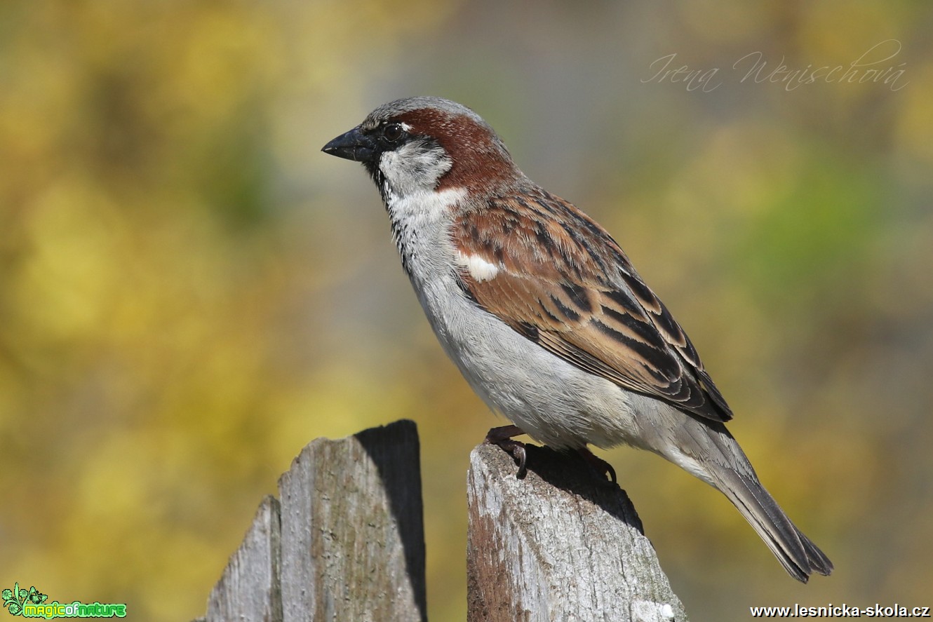 Vrabec domácí - Passer domesticus - Foto Irena Wenischová 12- 16