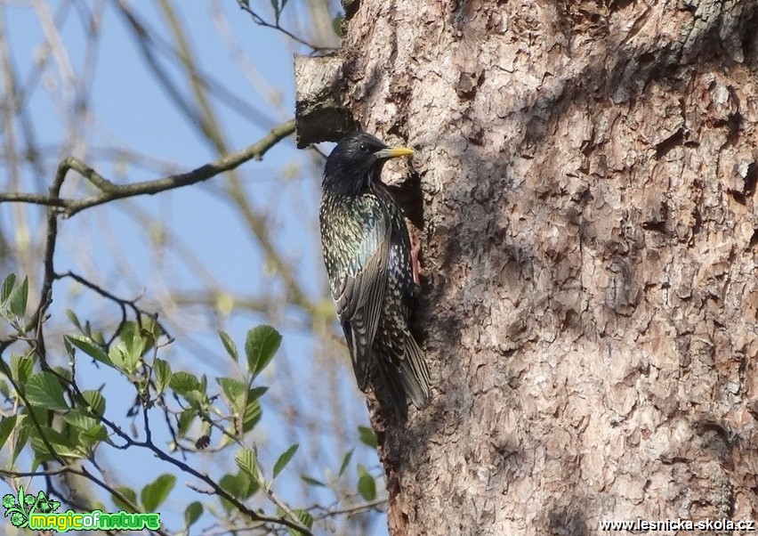 Špaček obecný - Sturnus vulgaris - Foto Miloslav Míšek 12-16