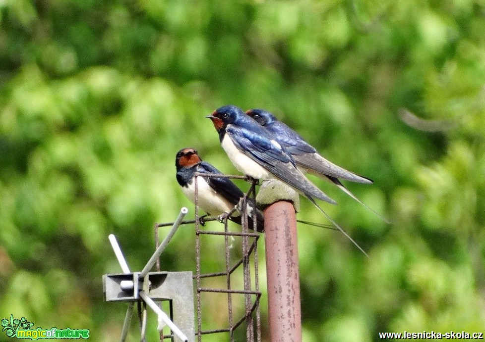 Vlaštovka obecná - Hirundo rustica - Foto Miloslav Míšek 12-16