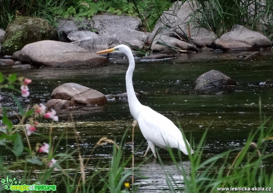 Volavka bílá - Ardea alba - Foto Miloslav Míšek 12-16