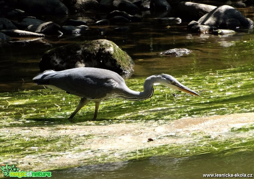 Volavka popelavá - Ardea cinerea - Foto Miloslav Míšek 12-16