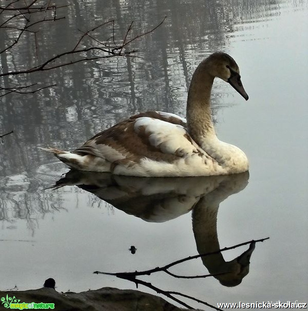 Zimní smutek - Foto Jiří Havel