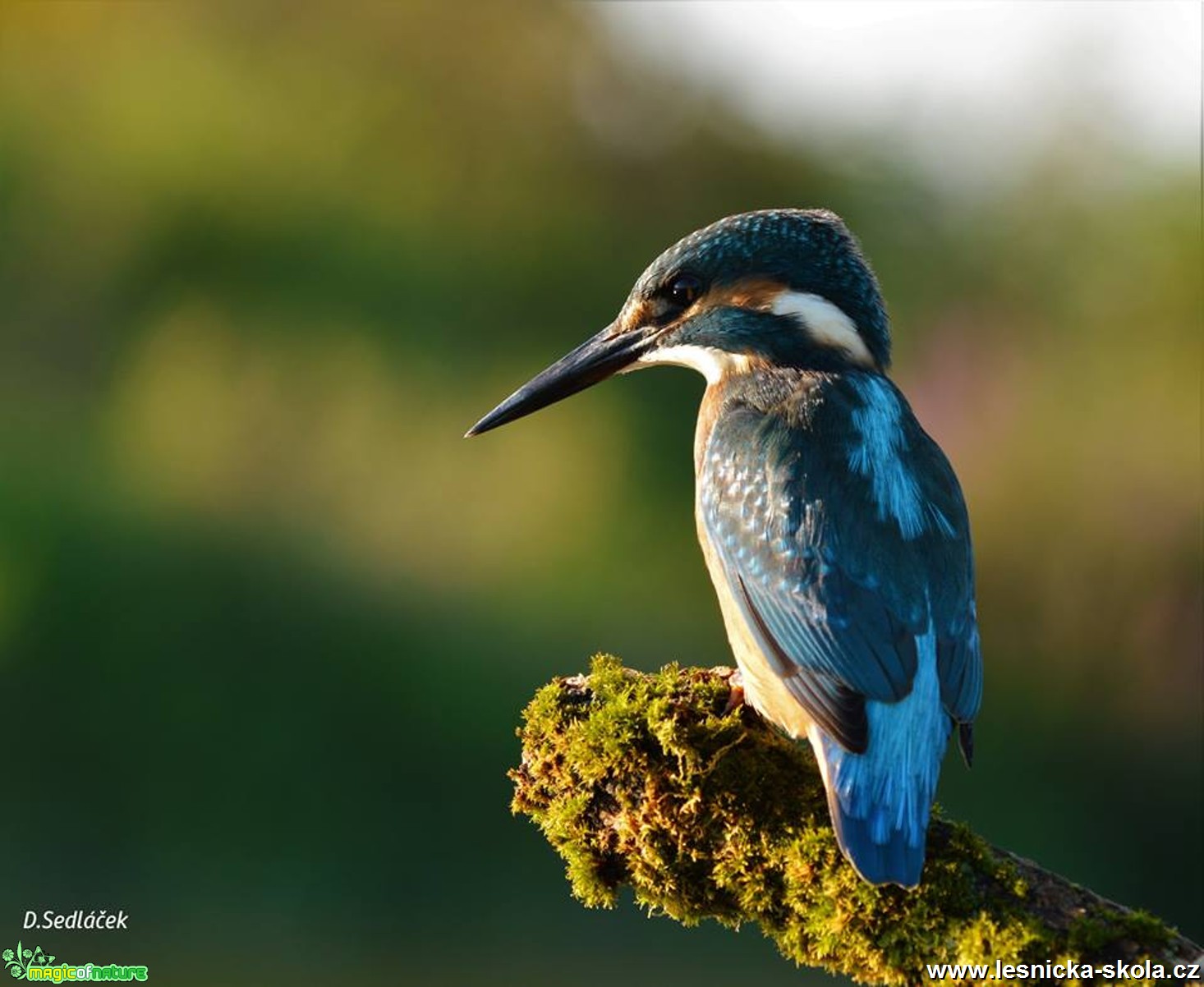 Ledňáček říční - Alcedo atthis - Foto Sedláček 12-16 (2)