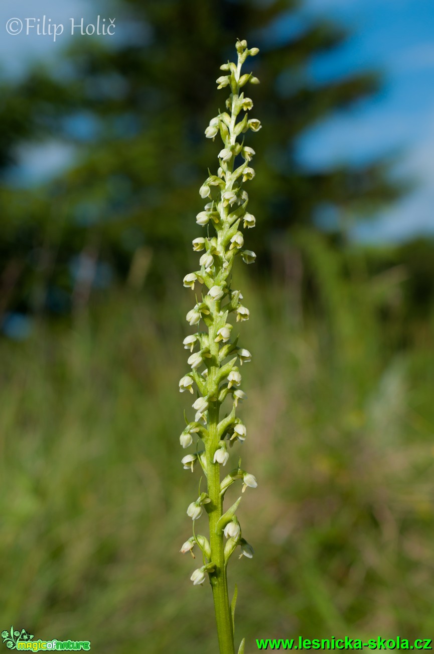 Běloprstka bělavá - Leucorchis albida - Foto Filip Holič