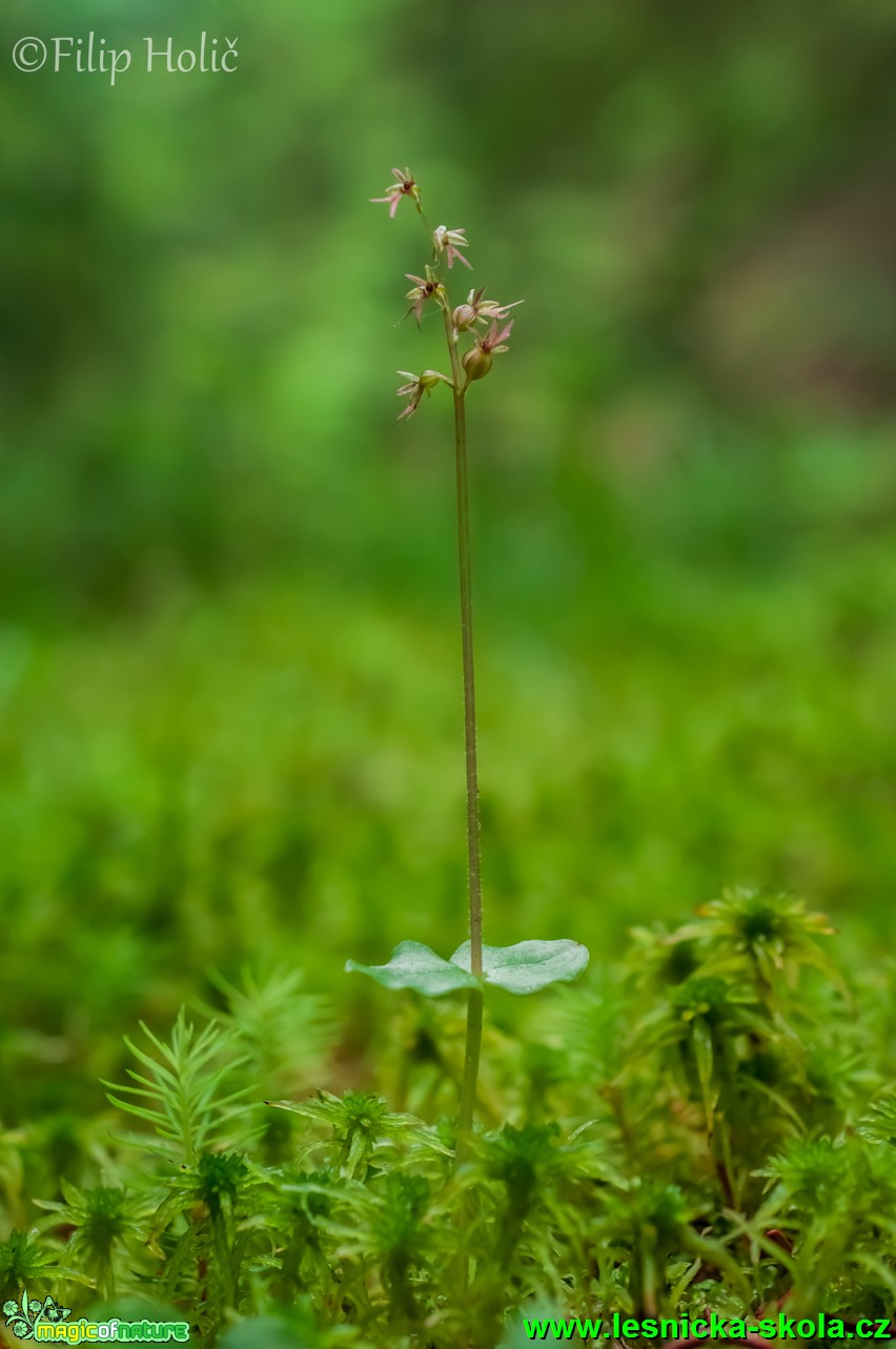 Bradáček srdčitý -  Listera cordata - Foto Filip Holič (1)