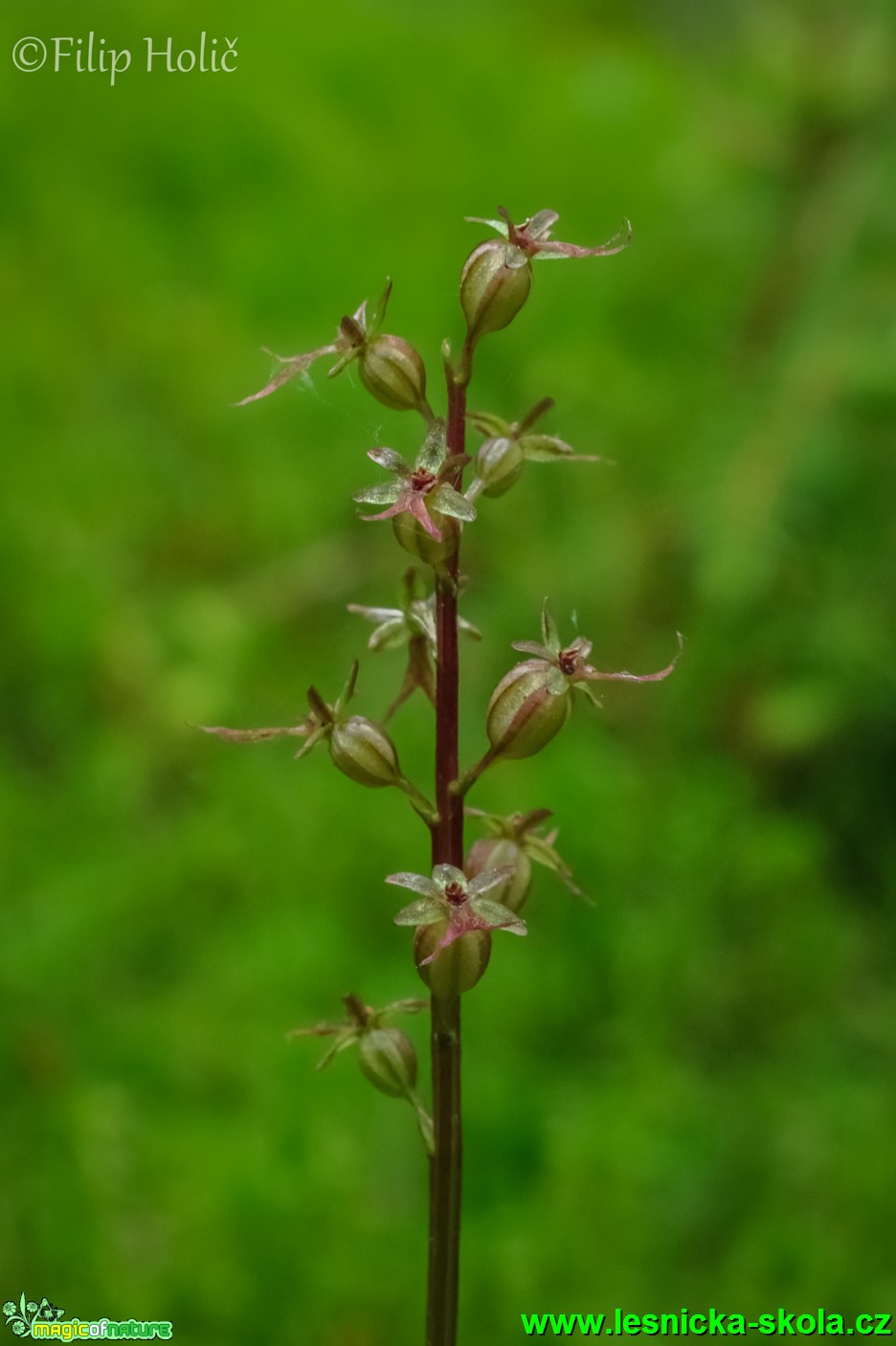 Bradáček srdčitý -  Listera cordata - Foto Filip Holič