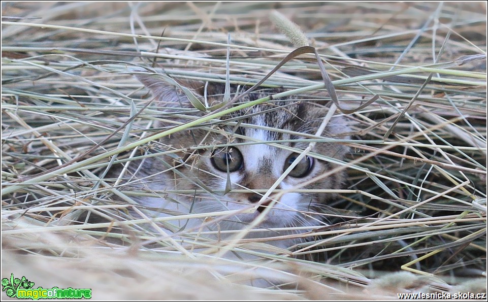 Mia - že mě nevidíš - Foto Monika Suržinová