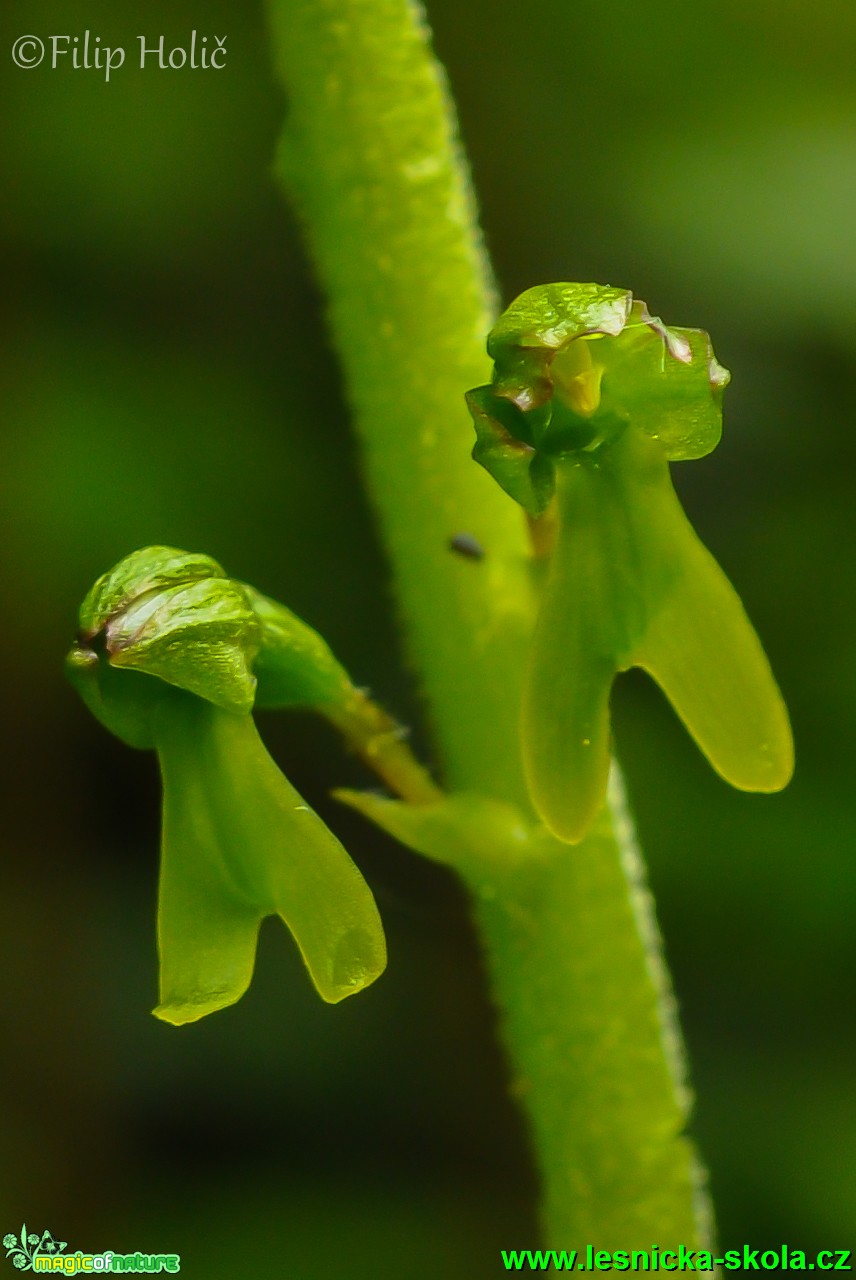 Bradáček vejčitý - Listera ovata - Foto Filip Holič