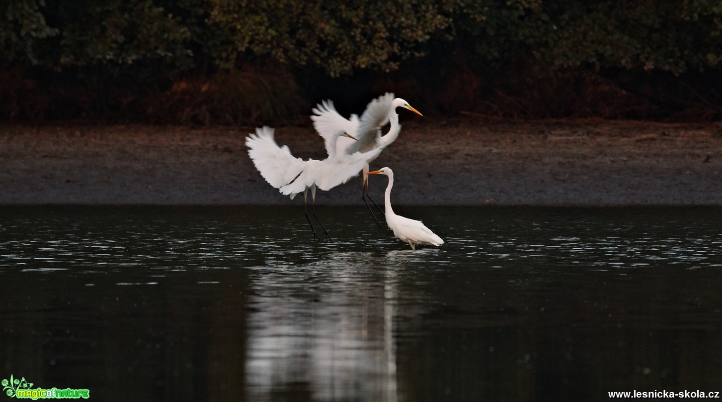 Volavka bílá - Ardea alba- Foto  Lukáš Zahrádka (3)