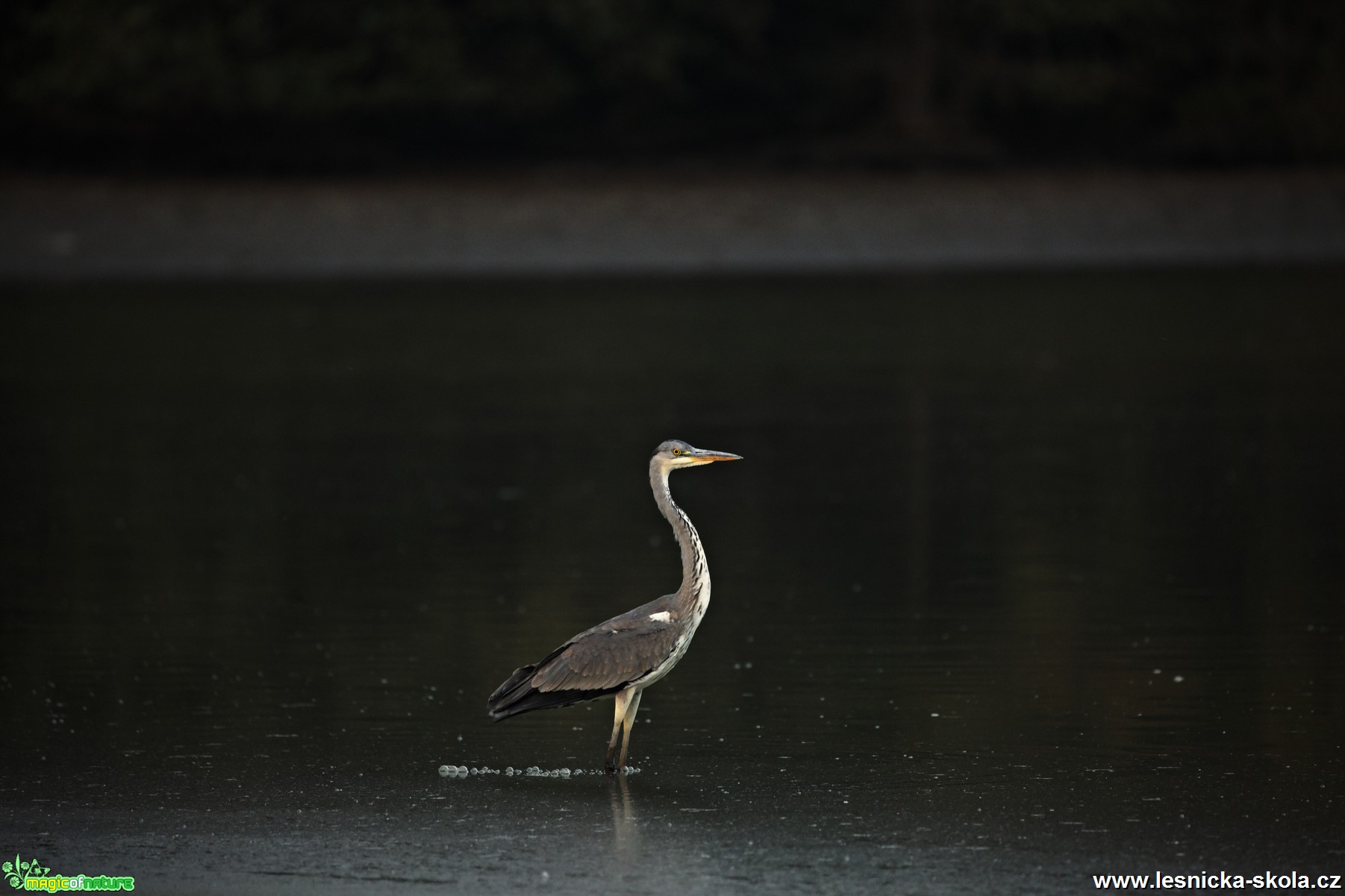 Volavka popelavá - Ardea cinerea- Foto  Lukáš Zahrádka (8)