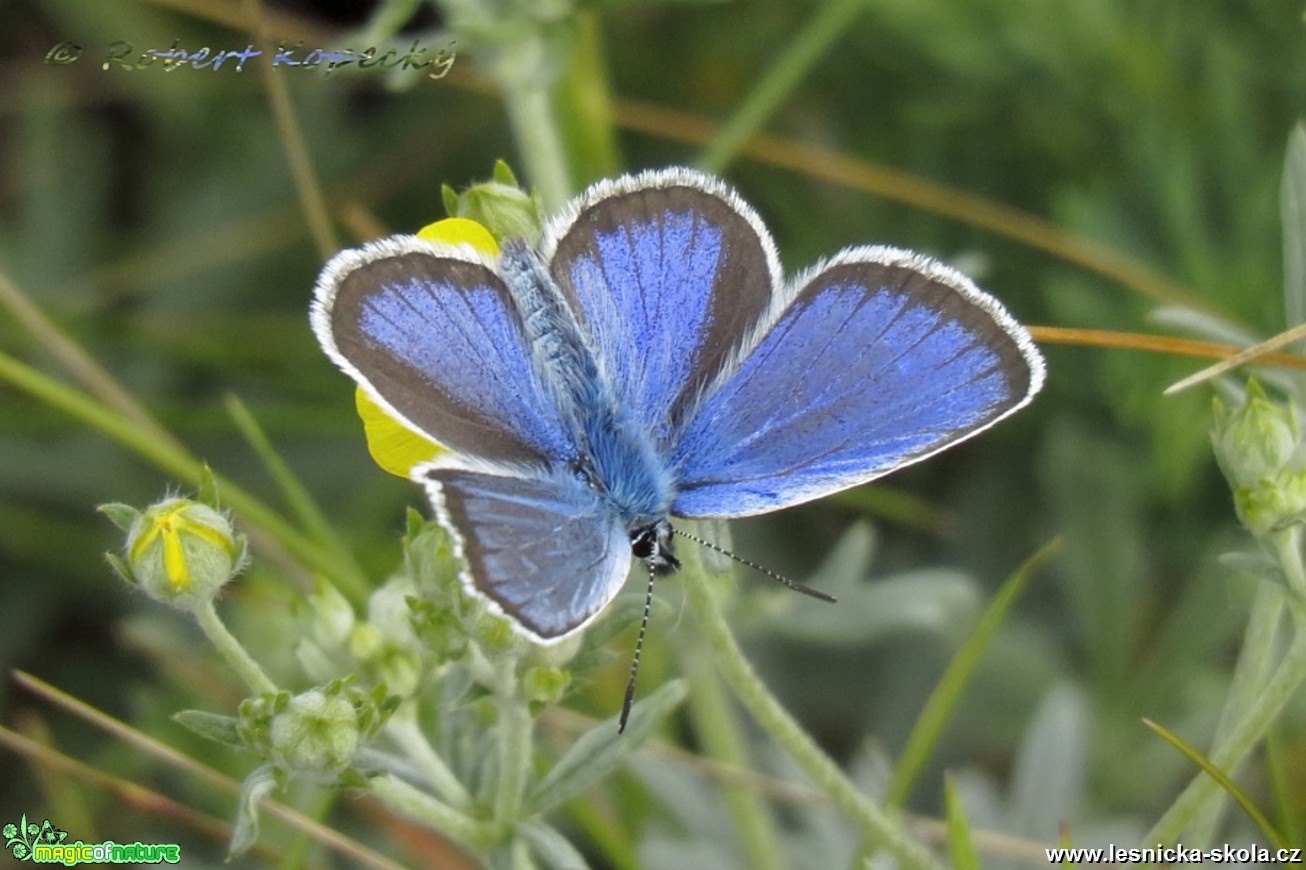 Modrásek lesní - Cyaniris semiargus - Foto Robert Kopecký 01-17