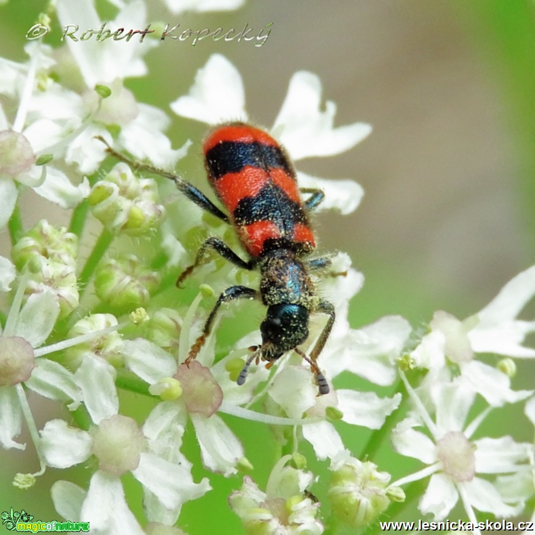 Pestrokrovečník včelový - Trichodes apiarius - Foto Robert Kopecký 01-17