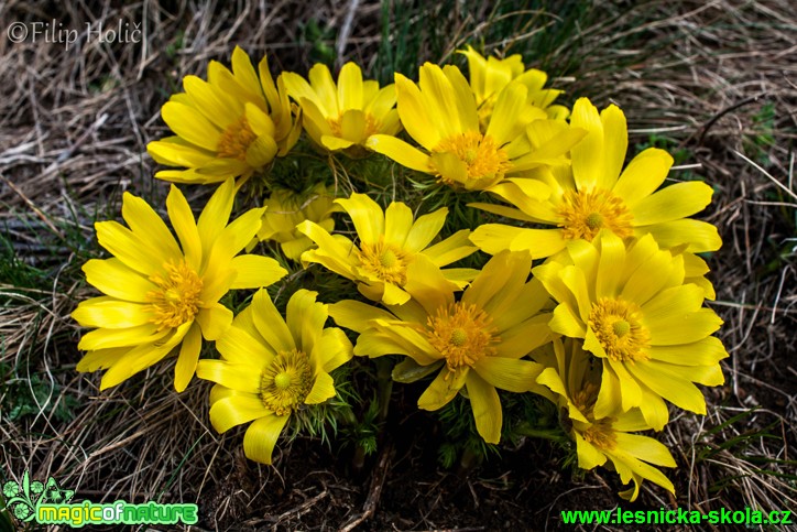 Hlaváček jarní - Adonis vernalis - Foto Filip Holič