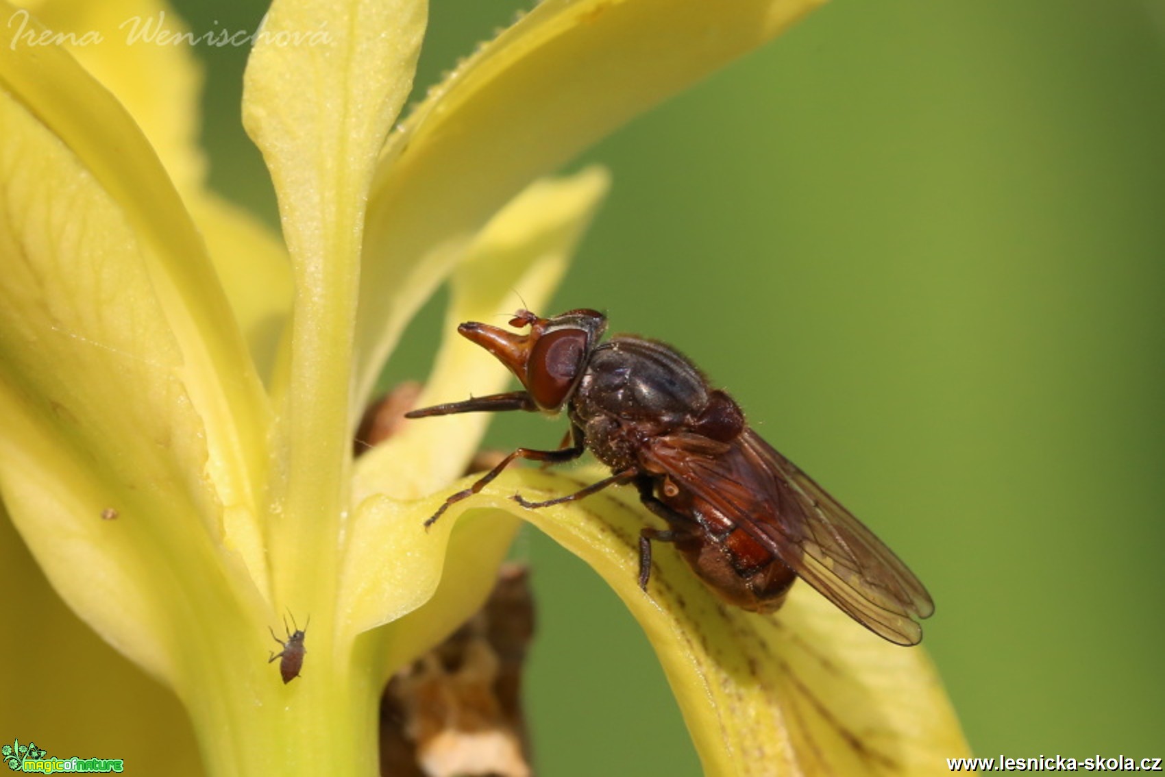 Pestřenka pastvinná - Rhingia campestris - Foto Irena Wenischová 0117